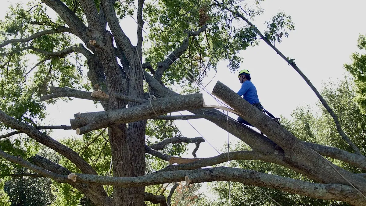Professional Hazardous Tree Removal performed by certified arborists in Emden