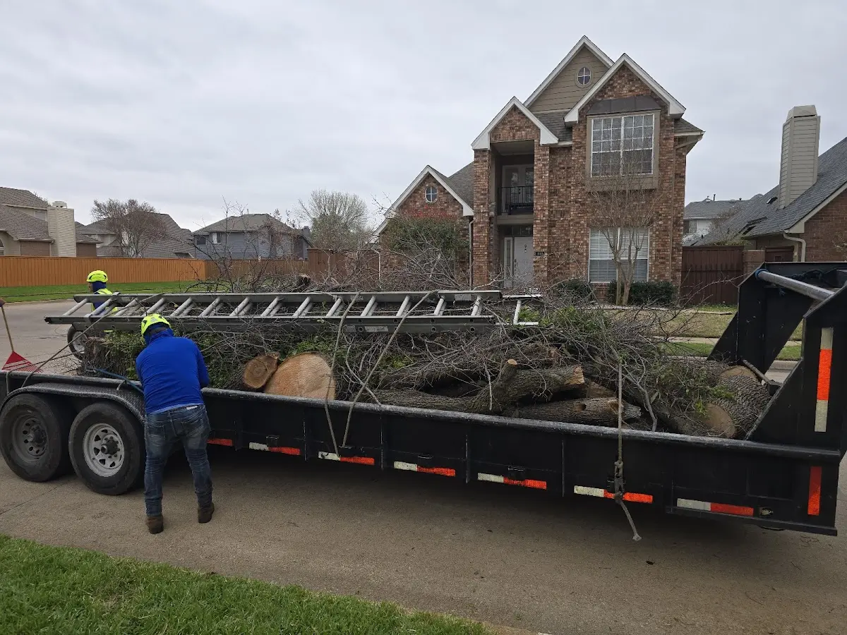 Expert Tree Removal with proper safety equipment in Emden